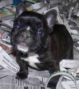 French Bulldog *** Puppies