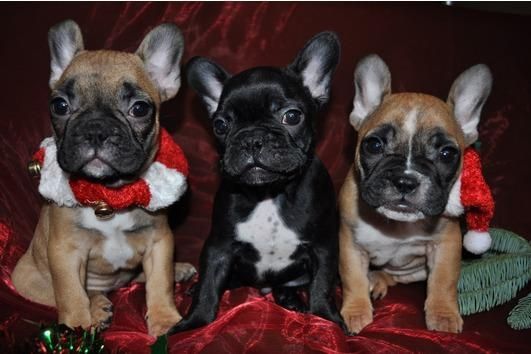 #french Bulldog Puppies# ***
