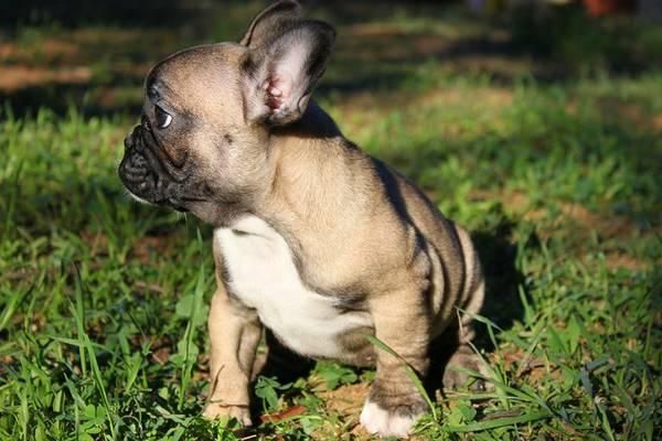 French Bulldog Puppies