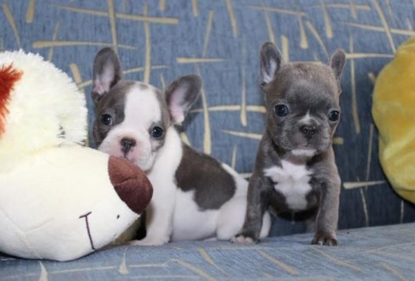 Healthy French Bulldog Puppies Ready,