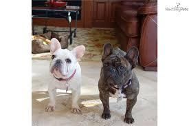 Vet Checked French Bulldogs