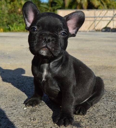 punctual French bulldog puppies for sale