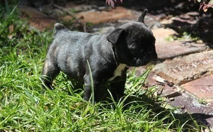 Akc French Bulldog Puppies For Sale