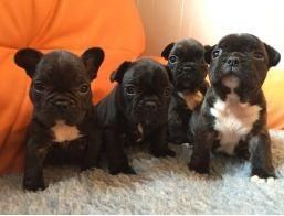 Gorgeous French Bulldog Puppies (***) ***-***1