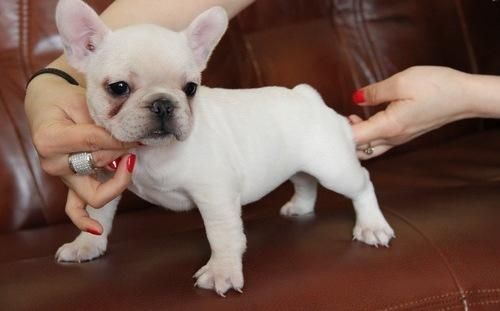 Beautiful Kc Reg French Bulldog Babies1 Boy
