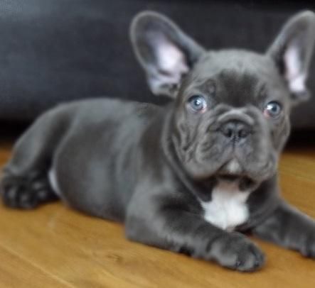 Beutiful, Lovely And Playfull 12weeks Old French