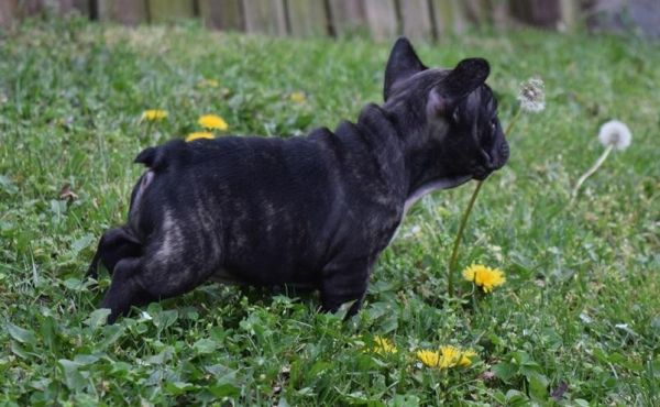 Lovely french Bulldog pups