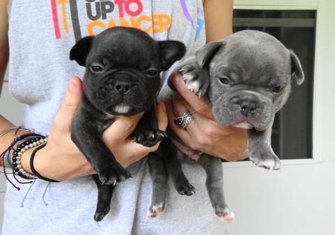 Solide French bulldog Ready Now