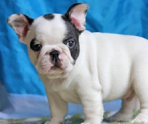 Lovely French Bulldog Puppies;(***) ***-***3