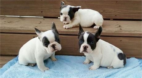 Beautiful French Bulldog,, Good Blood