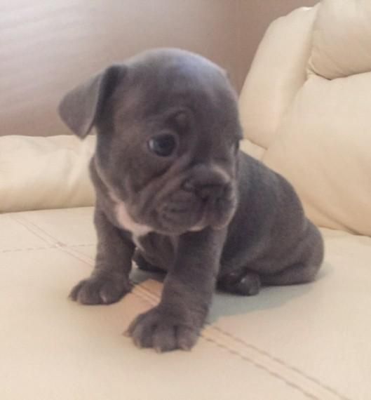 Reg French Bulldog Ready Now