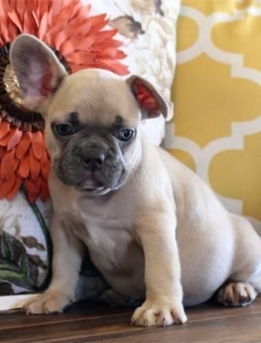 French bulldog puppies for sale