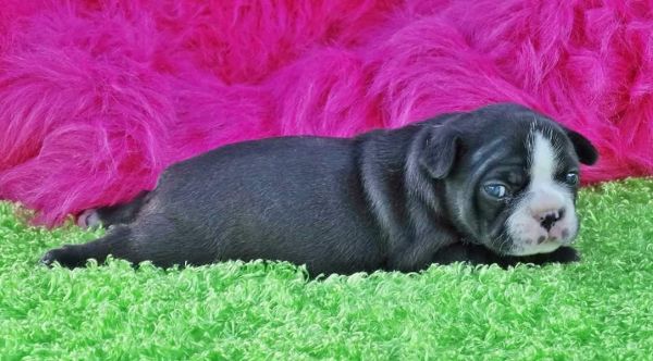 Gorgeous french buldogs puppies!!