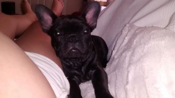 Amazing Black and Tan French Bulldog