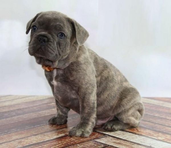 Extra Chaming french bulldog