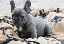 Beautiful Purebred french bulldog