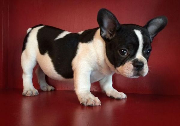 Lovely And Playful French Bulldog (***) ***-***9