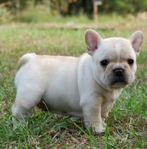 French bulldog,