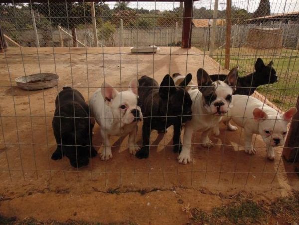 french bulldog puppies available now