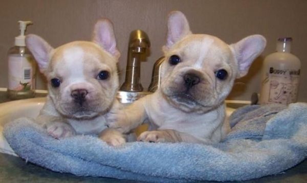 Beautifull French Bulldog Puppies 3 boys 1 girl