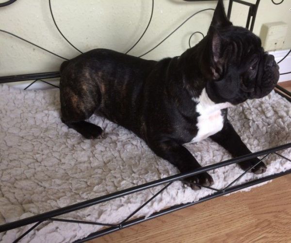 akc french bulldogs $650 pet price