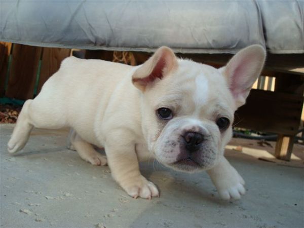 French Bulldog - Beautiful Baby Boy
