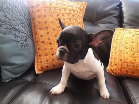 French bulldog puppie