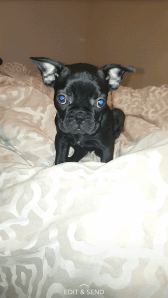 Male frenchton puppy
