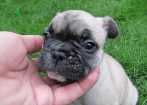 Xmas french bulldog puppies ready now