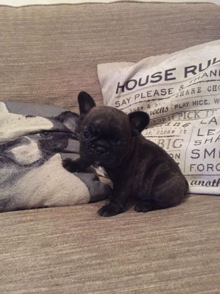 French Bulldog Pups Ready Now