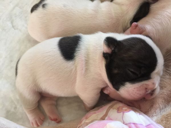 Akc French Bulldogs