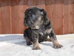 French Bulldog Triple & Quad Pups!!