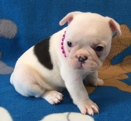 Kc Reg French Bulldog Puppies For Sale