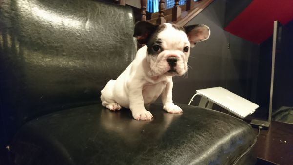 Freckles, frenchie boy