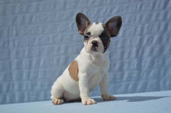 Pretty and best french bulldog ever both male and female****