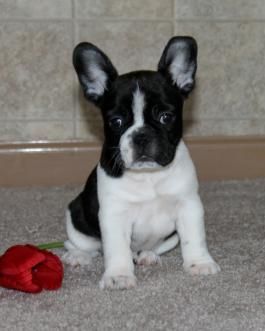 Beautiful French Bulldog pup!