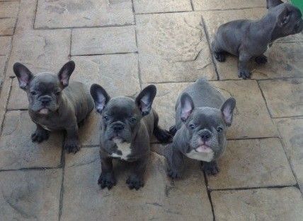 French Bulldog Puppies