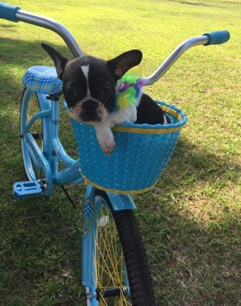 Healthy French Bulldog Puppies for sale