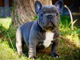 2 Girls Left Kc French Bulldogs