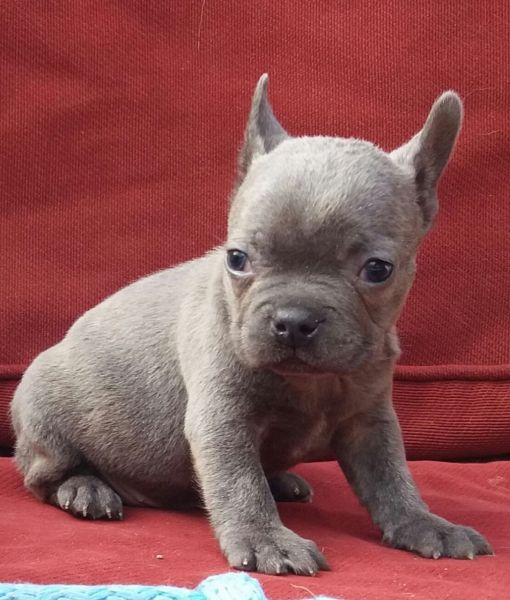 Outstanding Blue Frenchi Girl For Sale
