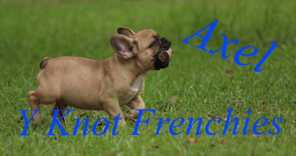 Sable fawn French bulldog