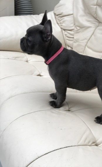 friends of the bread french bulldog pups for sale