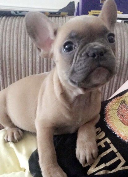 Fawn French Bulldog