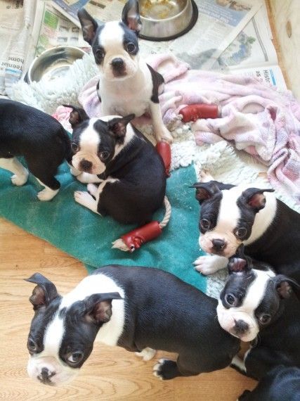 Lovely and Adorable French Bull Dog Puppies male and female available