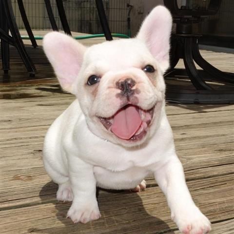 Super Cute French Bulldog Puppies Available (***) ***-***0