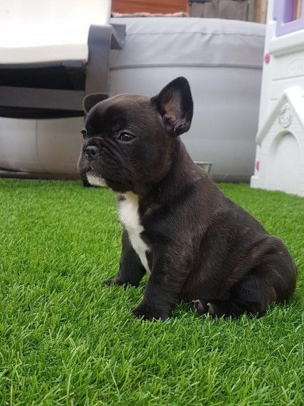 Kc Reg Female Frenchie Puppy Ready Now