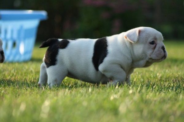 french bulldog pups Ready to find a new home