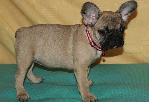Top Class French Bulldog Puppies. Text (***) ***-***2