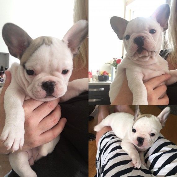 french bulldog puppies