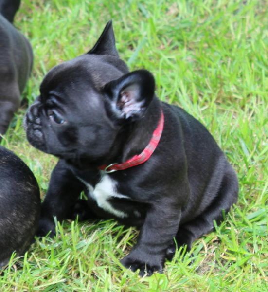 Adorable AKC French Bulldog Puppies